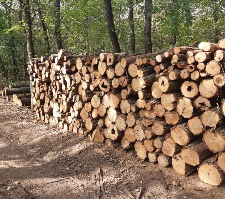 Tűzifa az erdőgazdaságoktól