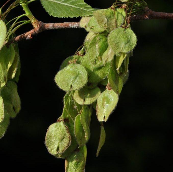 Tizedik alkalommal lehet szavazni az Év fájára