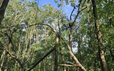 Súlyos károk az észak-kelet-magyarországi állami erdőkben