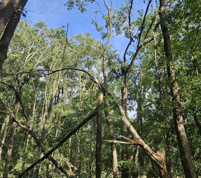 Súlyos károk az észak-kelet-magyarországi állami erdőkben