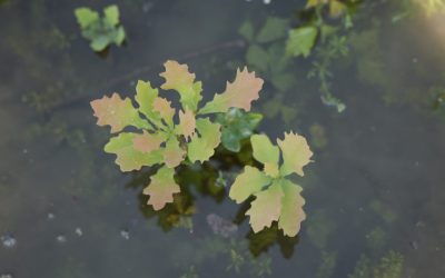 Vízpótlás a Tarpai-erdőben