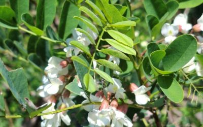 Akácvirágzás kezdődött