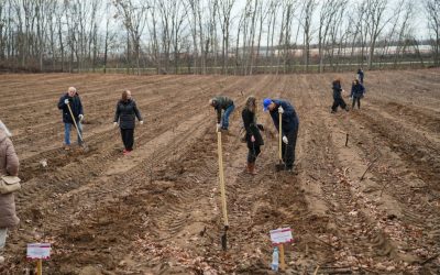 Közösen a jövőért – díjátadó és csemeteültetés